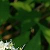 Deutzia x lemoinei 'Compacta', flowers
