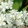 Deutzia x lemoinei 'Compacta', flowers