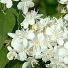 Deutzia x lemoinei 'Compacta', flowers