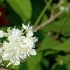 Deutzia x lemoinei 'Compacta', flowers