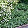 Deutzia parviflora, habit