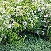 Deutzia parviflora, habit