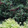 Deutzia parviflora, habit