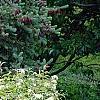 Deutzia parviflora, habit
