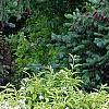 Deutzia parviflora, habit
