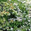 Deutzia parviflora, habit