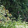 Deutzia parviflora, habit