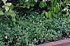 Deutzia parviflora, habit