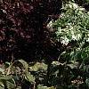 Deutzia parviflora, habit