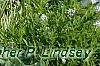 Deutzia parviflora, habit