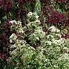 Deutzia parviflora, habit