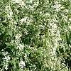 Deutzia parviflora, habit