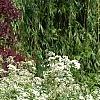 Deutzia parviflora, habit