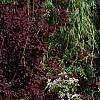 Deutzia parviflora, habit
