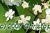 Deutzia parviflora, flowers
