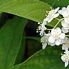 Deutzia parviflora, flowers