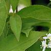 Deutzia parviflora, flowers