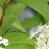 Deutzia parviflora, flowers