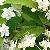 Deutzia parviflora, flowers