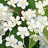 Deutzia parviflora, flowers