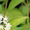 Deutzia parviflora, flowers
