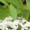 Deutzia parviflora, flowers