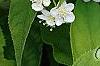 Deutzia parviflora, flowers