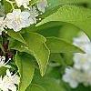 Deutzia parviflora, flowers