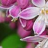 Deutzia 'Monzia', flowers
