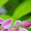Deutzia 'Monzia', flowers