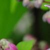 Deutzia 'Monzia', flowers