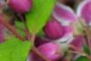 Deutzia 'Monzia', flowers
