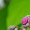 Deutzia 'Monzia', flowers