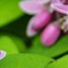 Deutzia 'Monzia', flowers