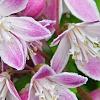 Deutzia 'Monzia', flowers
