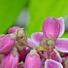 Deutzia 'Monzia', flowers