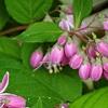 Deutzia 'Monzia', flowers
