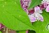 Deutzia 'Monzia', flowers