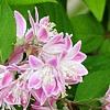 Deutzia 'Monzia', flowers