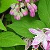 Deutzia 'Monzia', flowers