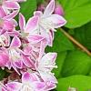 Deutzia 'Monzia', flowers
