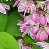 Deutzia 'Monzia', flowers