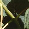 Hydrangea arborescens, leaves