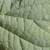 Hydrangea arborescens, leaves