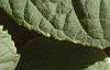 Hydrangea arborescens, leaves