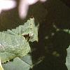 Hydrangea arborescens, leaves