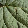 Hydrangea arborescens, leaves