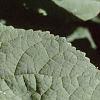 Hydrangea arborescens, leaves