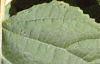 Hydrangea arborescens, leaves