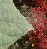 Hydrangea arborescens, leaves